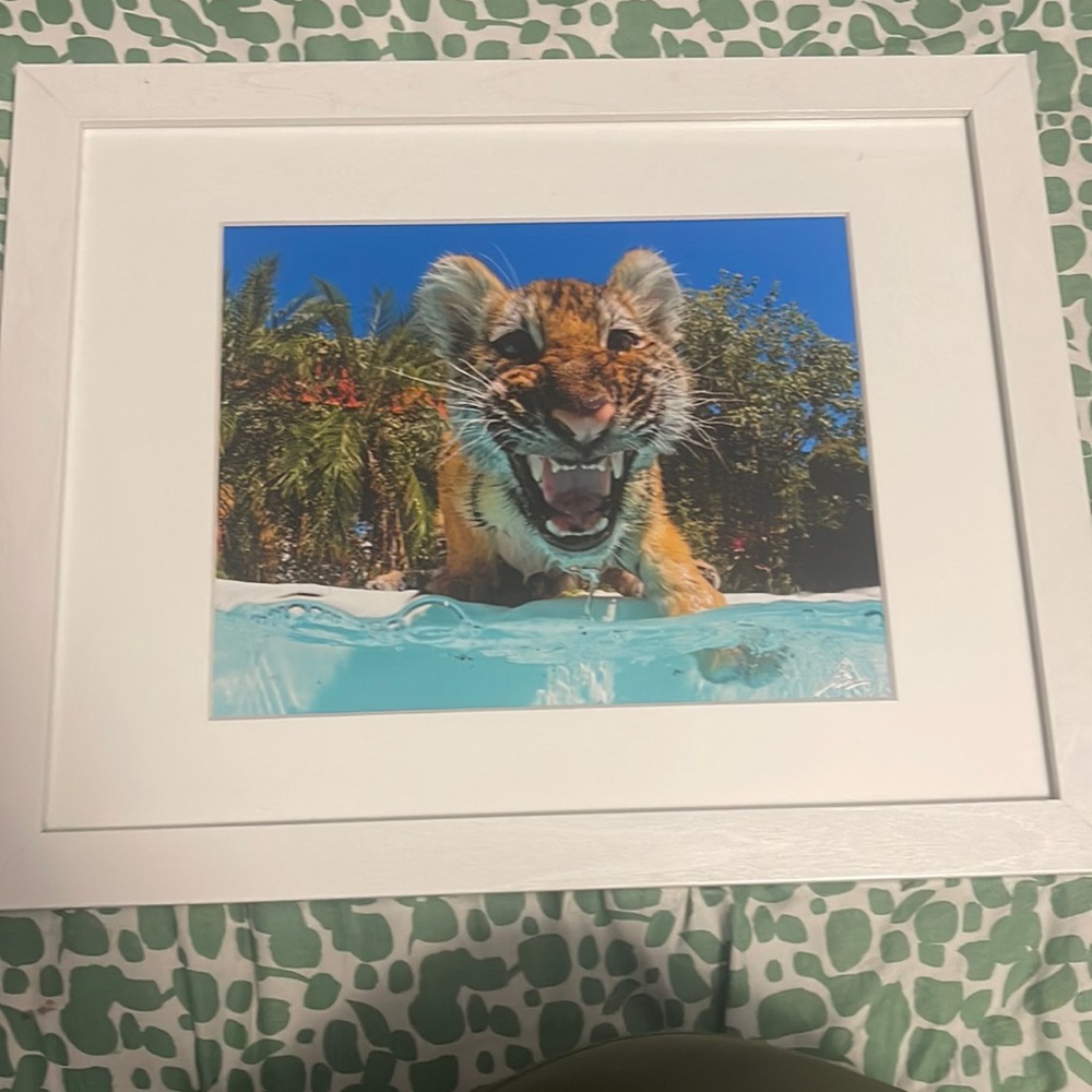 Baby Tiger in the Ocean Photograph in White Frame